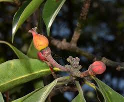 Image result for Symphonia globulifera