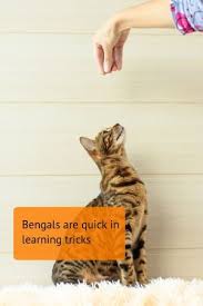 Black And White Ragdoll Cat Price Train Your Bengal Cat To Do These 20 Awesome Tricks 2020 In 2020 Cat Training Bengal Cat Bengal Cat Price