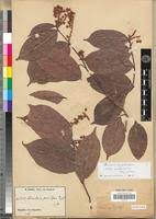 Image result for Rinorea laurentii