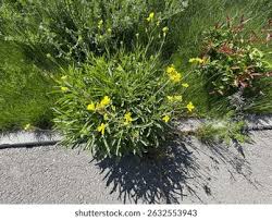 Image result for Diplotaxis tenuifolia