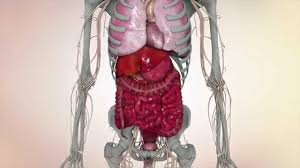 Pain is the most common sign of bone cancer, and may become more noticeable as the tumor grows. How Do People Die From Cancer You Asked Google Here S The Answer Ranjana Srivastava The Guardian