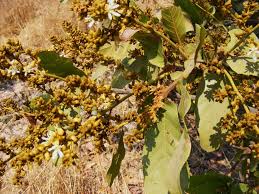 Image result for Magnistipula