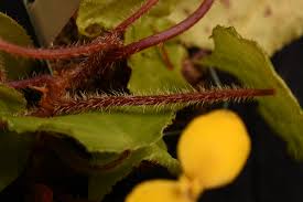 Image result for Begonia pulcherrima