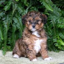 Biscuit male #7142 ***click for info & photos, dob: Mini Goldendoodle Puppies For Sale Greenfield Puppies