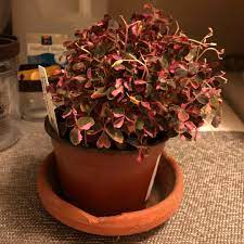 Each distinctive leaf is like its own miniature painting! Oxalis Plum Crazy Plum Crazy Wood Sorrel In Gardentags Plant Encyclopedia
