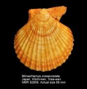 Image result for Cleistochlamys