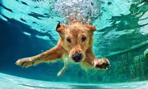 ▷ Qué hacer si un perro cae al agua | Blog de ADOPTA un Animal