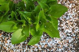 Seems like an easy boost to me! 13 Uses For Eggshells In The Garden