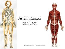 Pada lahir manusia memiliki tulang lebih banyak sekitar. Sistem Rangka Dan Otot Perancangan Sistem Kerja Dan Ergonomi Pdf Download Gratis