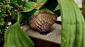 Image result for Hyparrhenia welwitschii