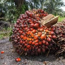 Image result for Elaeis