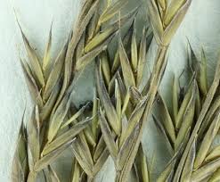 Image result for Festuca chodatiana