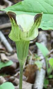 Image result for Arisaema