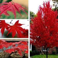 The Japanese Maple Is One Of The Nicest And Prettiest Trees To Plant They Are Lovely In The F Alberi Da Giardino Idee Decorazioni Giardino Giardino Anteriore