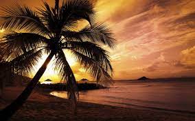 If you're looking for the best palm tree wallpaper then wallpapertag is the place to be. Green Palm Tree Landscape Sunset Beach Palm Trees Hd Wallpaper Wallpaper Flare