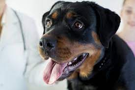 As pet parents become aware of how costly treatment can be for their pets, one specific question is asked more and more frequently: Help With Pet Veterinary Costs