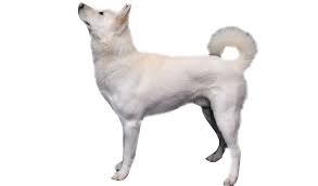 We care for and rehabilitate the dogs at our foster home in south korea until they are healthy enough for adoption. Korean Jindo Dog Breed Information Pictures Dogtime