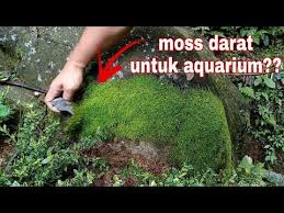 Ini Cara Sukses Adaptasi Moss Darat Menjadi Moss Air Untuk Aquascape Youtube Aquascaping Tanaman Air Adaptasi