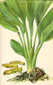 Image result for Anacardium