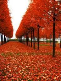 Red Nature Mobile Wallpaper Autumn Landscape Red Sunset Maple Pictures