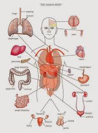 Learn vocabulary, terms and more with flashcards, games and other study tools. Pin On Coding Medical