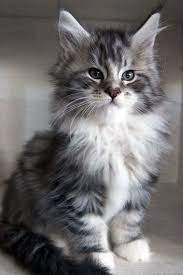 A distinctive characteristic of this cat is the smooth, shaggy coat. Pin On Maine Coon Kittens Adoption