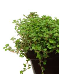 Image result for Soleirolia