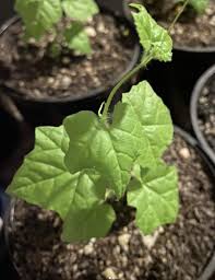 Image result for Kedrostis africana