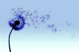 Cool Colors Dandelion Flower Dandelion Flower Pictures