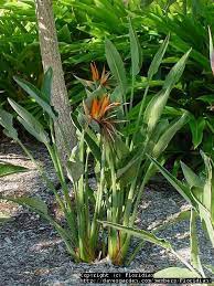 Full Size Picture Of Bird Of Paradise Crane Flower I Strelitzia Reginae I California Garden Birds Of Paradise Plants