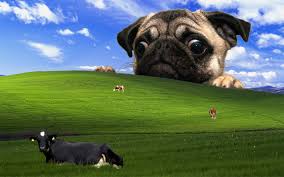 funny pug pictures wallpaper 75 images