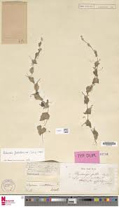 Image result for Kedrostis foetidissima