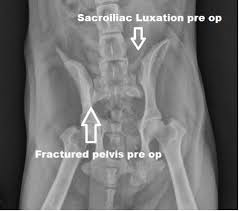 This is pelvic anatomy laparoscopic hysterectomy by ucsf irocket on vimeo, the home for high quality videos and the people who love them. Management Of Sacroiliac Fracture Luxation In The Dog And Cat