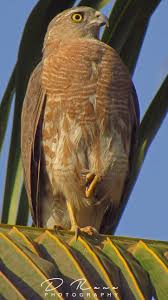 Birds Of Prey Flower Meaning Image By Luisa Deperez On Cats Birds Etc Beautiful Birds Birds Birds Of Prey