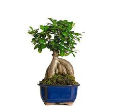 Small Gensing Grafted Ficus Bonsai Trees For Sale Bonsai Trees For Sale Bonsai Tree Care Ficus Bonsai Tree