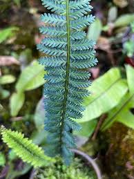 Image result for Asplenium sandersonii