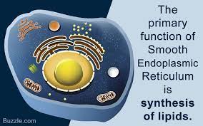 Pin On Animal Cells