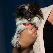 En Images Peanut Le Chien Le Plus Moche Du Monde L Express