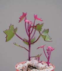 Image result for Senecio oxyriifolius