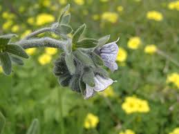 Image result for Cynoglossum coeruleum