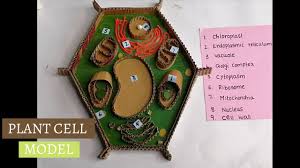 Maybe you would like to learn more about one of these? Plant Cell Model For Students Plant Cell 3d Model School Project For Students The4pillars Youtube