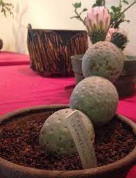 Promote education and cooperation among hobbyists and others interested in the study, culture, and propagation of succulent plants, including cacti. Tephrocactus Geometricus At Central Coast Cactus And Succulent Society