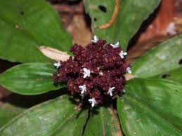 Image result for Floscopa leiothyrsa