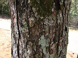 Image result for Copaifera baumiana