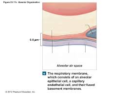 However, the specific role of type iv collagen in regulating alveologenesis remains unknown. Alveolar Organization Diagram Quizlet