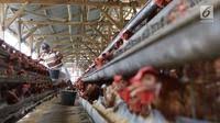 Ada ayam kampung, ayam joper, ayam broiler dan ayam ras jantan. Berita Unggas Hari Ini Kabar Terbaru Terkini Liputan6 Com