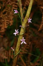 Image result for Cyphia mazoensis