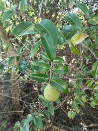 Image result for Landolphia kirkii