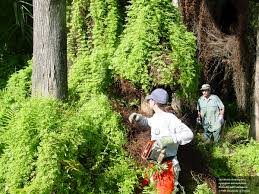 Image result for Lygodium microphyllum