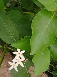 Image result for Feretia aeruginescens